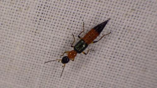 Paederus sp.